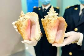 大連海關查獲非法入境女王鳳凰螺螺殼