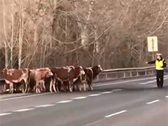 山西晉中 貨車側翻牛群上高速路 交警緊急處置