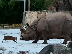 波兰动物园 小麂正面硬刚1.7吨犀牛