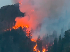 阿根廷南部森林大火已造成5500公顷森林被毁