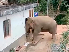 云南野生亚洲象闯村寨 民警监护确保人象安全