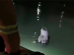 重庆女子赌气深夜滞留江心 消防紧急救援