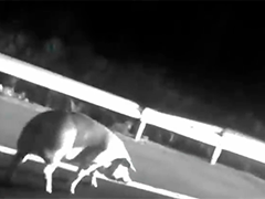 天黎高速山西段:活猪"逃逸" 交警凌晨"追缉"