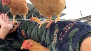 日本又发生一起高致病性禽流感疫情