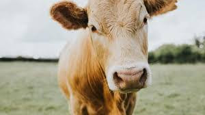 南非公布国家口蹄疫防控战略