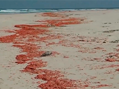 也门索科特拉岛虾类大规模死亡 居民呼吁紧急调查