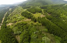 2025年我国完成国土绿化任务1.27亿亩