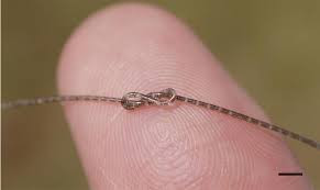 复旦团队全球首创"纤维芯片"