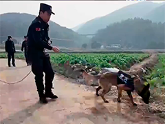七旬老人外出走失 警犬"阳虎"寻人立功