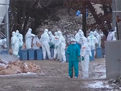 日本东京附近一家农场暴发禽流感疫情