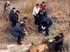 江苏盐城 怀孕麋鹿掉水渠 警民联手共施救