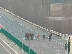 80余头牛四散高速路 民警及时处置