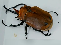 江苏南京海关查获毛象大兜虫