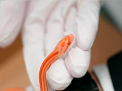 广东深圳海关查获玉米锦蛇