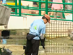 香港住宅区鱼池清洗期间 超百条鱼死亡