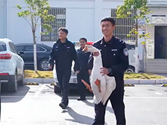 云南楚雄:"雞飛鵝跑"退贓會"一枝一葉"總關(guān)情