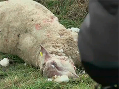 狼群侵?jǐn)_不斷 牧民陷"生存保衛(wèi)戰(zhàn)"