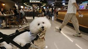 香港擬放寬寵物狗進(jìn)餐廳限制 最快年中發(fā)出牌照