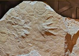 亞洲首例侏羅紀(jì)中期兩棲動物足跡化石在北京被發(fā)現(xiàn)