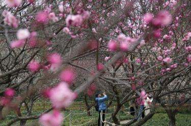 春意漸濃花正開 盡享春日好時(shí)光