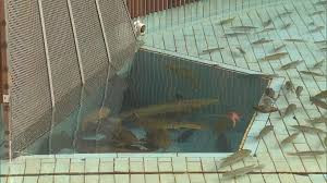 香港将军澳一小区鱼池再现大批死鱼 渔护署建议管理公司寻求养鱼专业意见