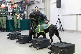 香港走私濒危动植物案件增加 检疫侦缉犬协助检查