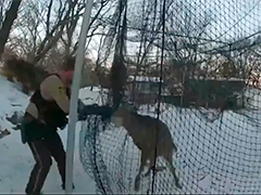 小鹿被困球网 警方成功营救