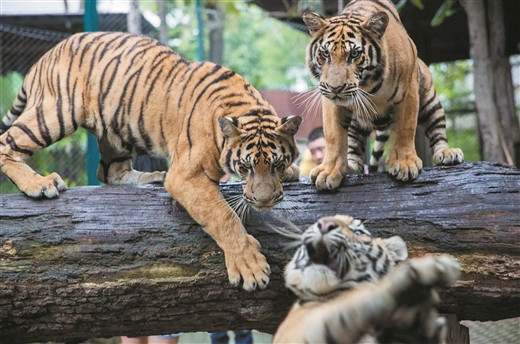 泰国清迈老虎王国两周内72只老虎死亡