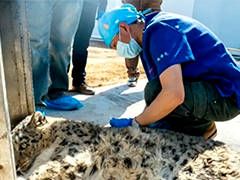 青海西宁野生雪豹误入市区 已送专业治疗