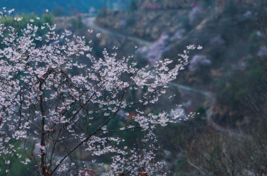 春意渐浓 多地赏花游持续升温