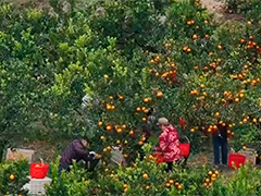 持续巩固拓展脱贫攻坚成果 扎实推进乡村全面振兴