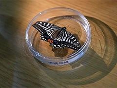 我国太空生物试验取得新进展 微重力环境下验证生命韧性