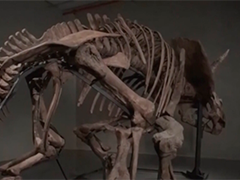 美国一具三角龙骨架化石将拍卖 距今6600万年