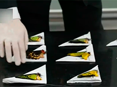 厦门海关查获蝴蝶标本等濒危动物制品