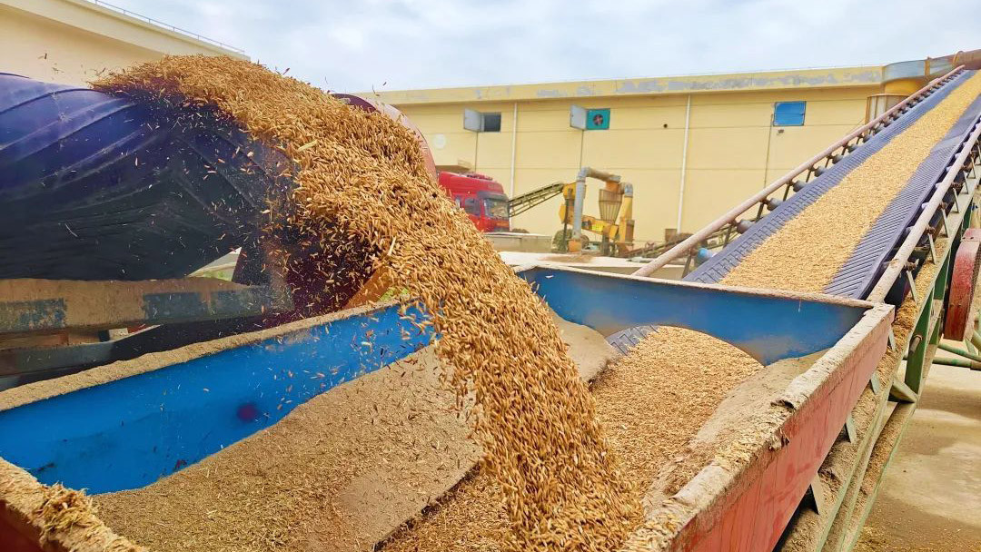 全国秋粮收购超3亿吨