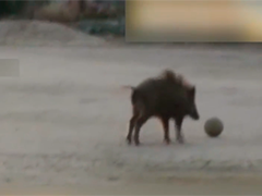 日本小学操场惊现野猪"踢足球"