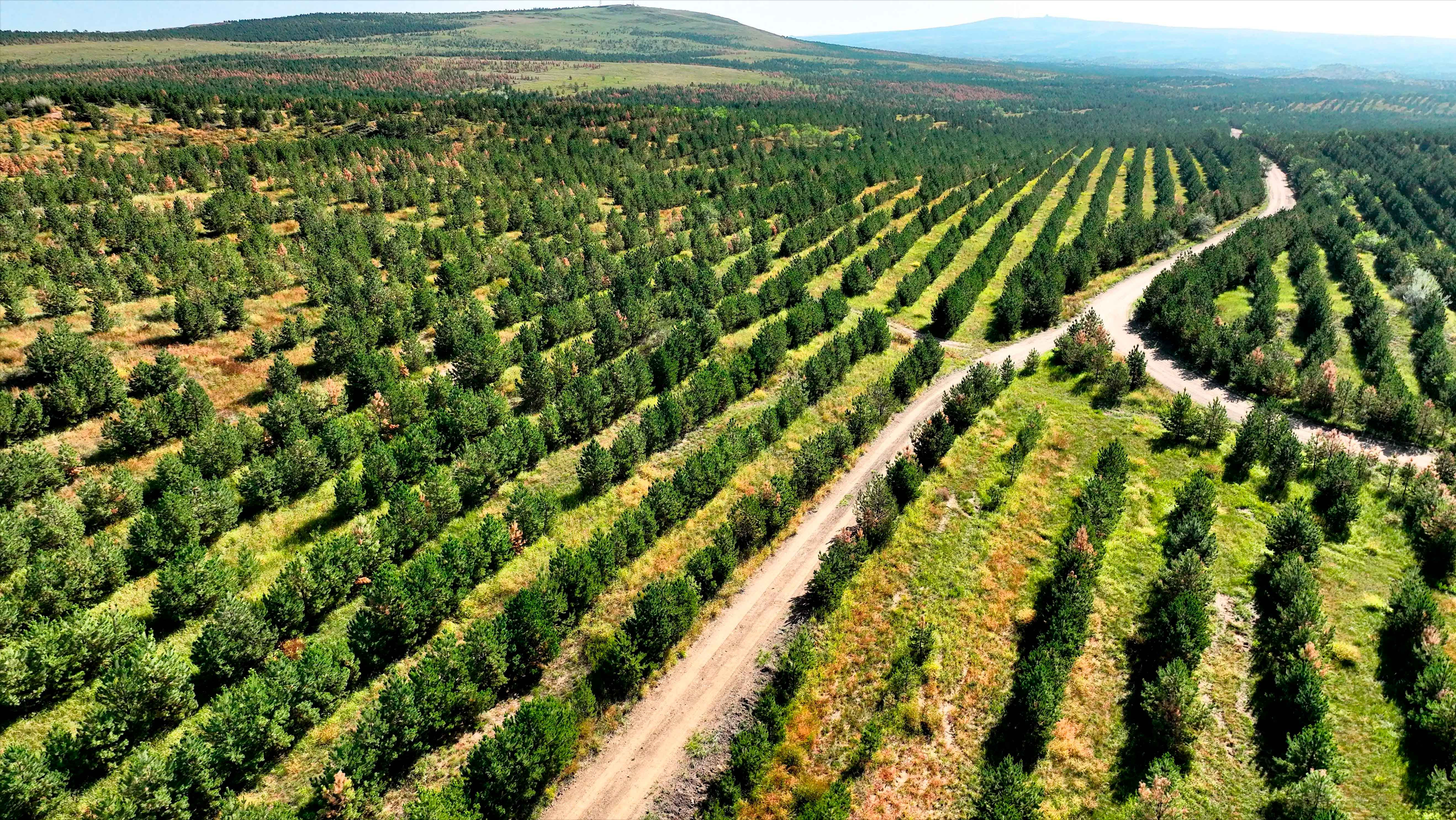 2025年我国林草覆盖率超56%