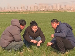 我国主产区冬小麦春季田间管理全面展开