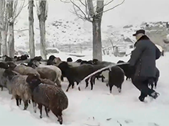 新疆乌恰暴雪突袭百余只羊走失 警民合力救援