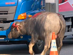 香港青朗公路水牛被撞伤 交通一度受阻