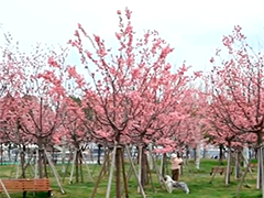 上海前滩樱花林集中盛放 粉色花海美如童话