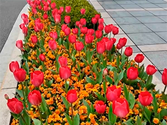 上海郁金香进入盛花期 花卉街景不"断更"