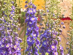 香港花卉展览今天开幕 主题花为紫罗兰