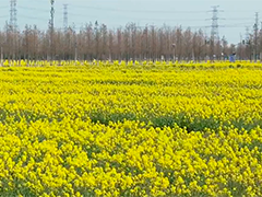 上海千亩油菜花海 踏青赏花正当时