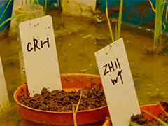 上海科学家成功克隆水稻"长寿基因"