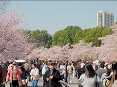 上海顾村公园早中樱"切换"周末将迎大客流