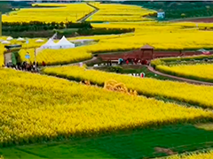 湖南汉寿 油菜花海 带动当地乡村休闲游