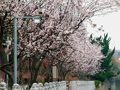 上海粉色云海"上线"紫叶李迎来盛花期