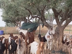 希腊25年来首次确诊口蹄疫情