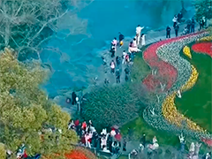 西湖景区踏青赏花 品味茶香